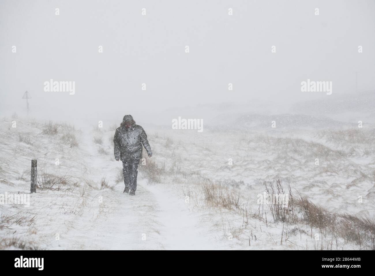 Mann, der während des Sturms Jorge in einem Schneesturm neben der Straße zwischen Leadhills und Wanderkopf spazieren ging. Februar 2020. Scottish Borders, Schottland Stockfoto