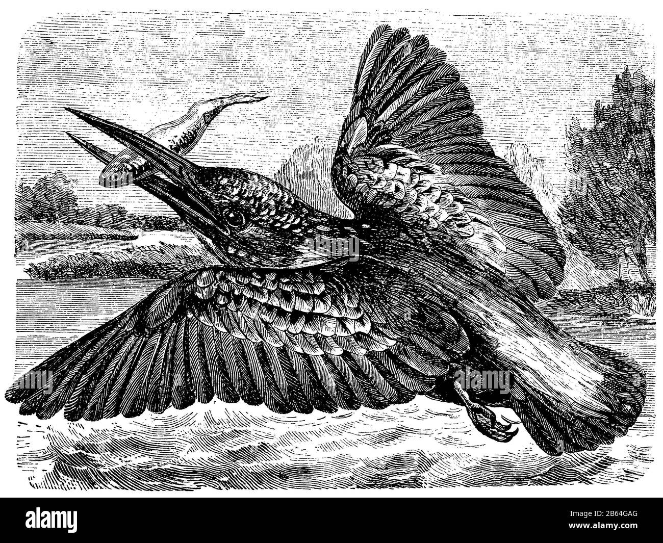 Kingfisher, Alcedo atthis, (Enzyklopädie, 1893) Stockfoto