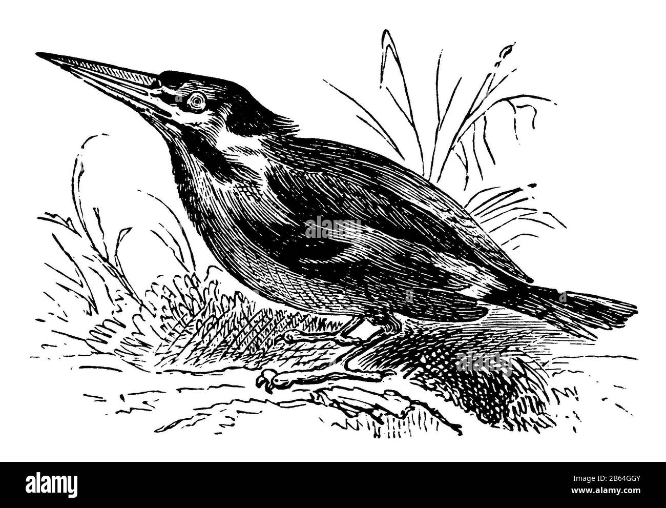 Kingfisher, Alcedo atthis, (Biologiebuch, 1903) Stockfoto