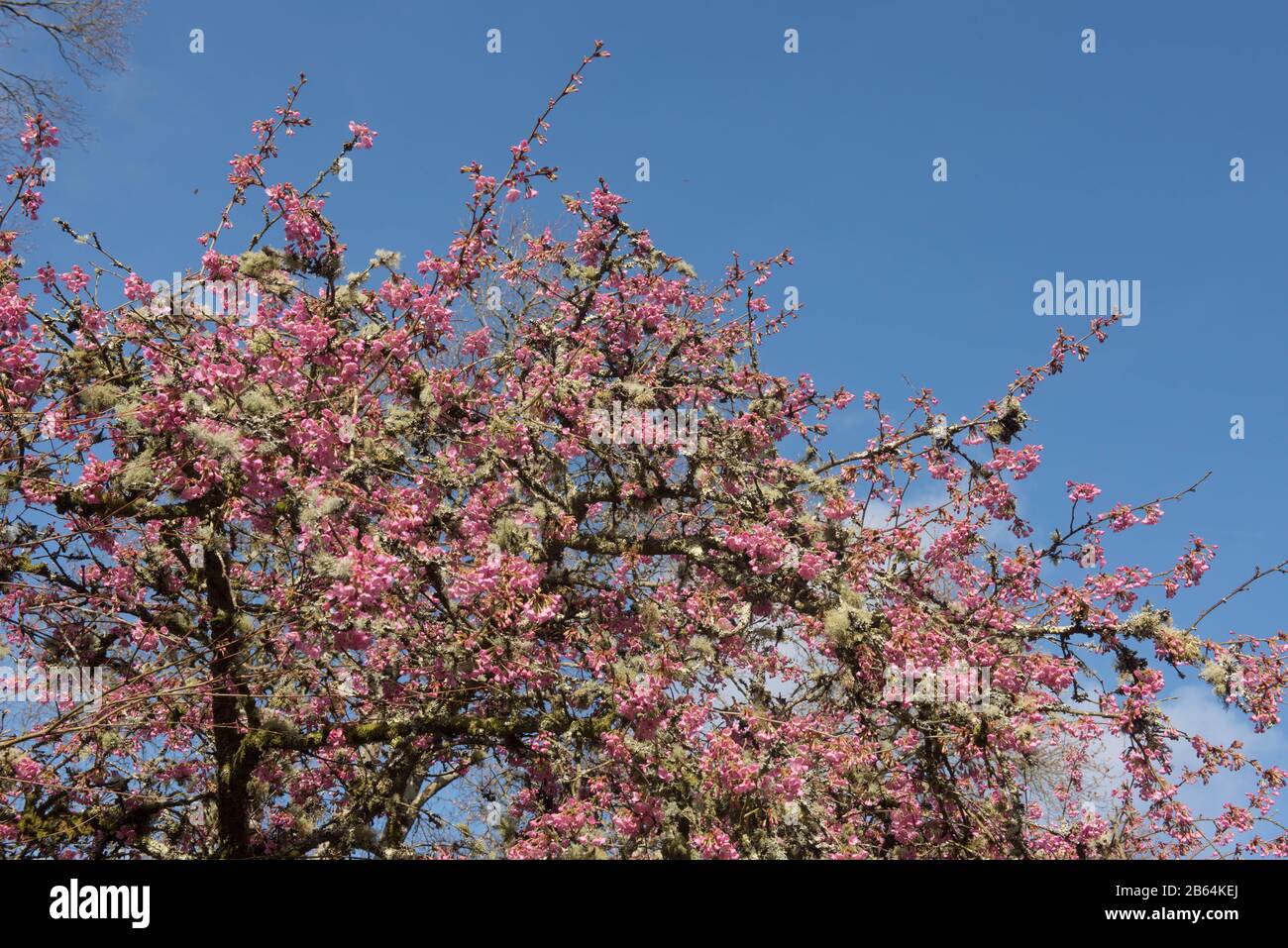 Winter Pink Blossom of an Ziered Cherry Tree (Prunus 'Kursar') in einem Country Cottage Garden in Rural Devon, England, Großbritannien Stockfoto