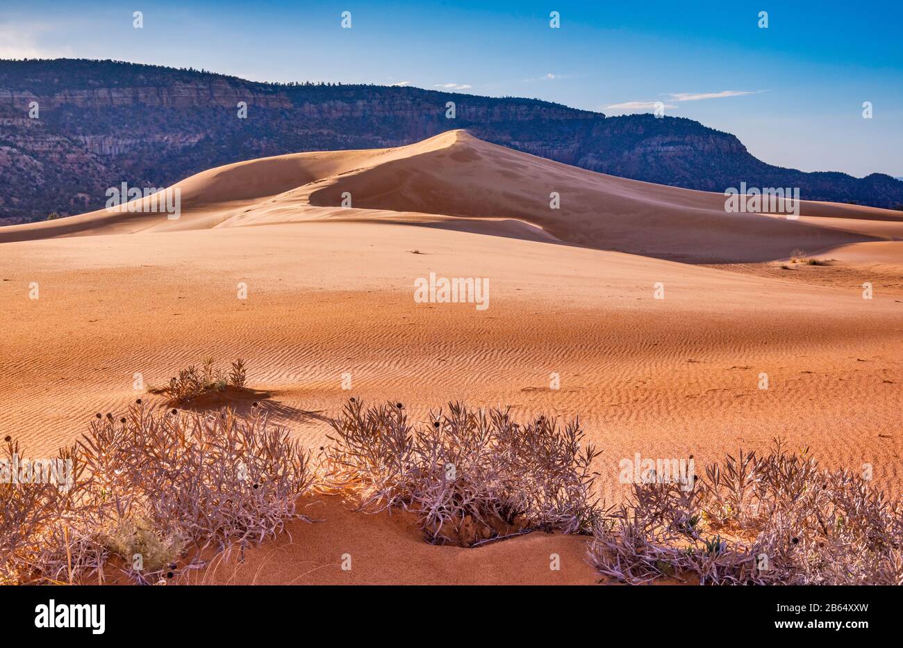 Hummock, Mumpel von Milchkraut (Asclepien) in Dünen, Moquith Mountains in der Ferne, Coral Pink Sand Dunes State Park, Utah, USA Stockfoto