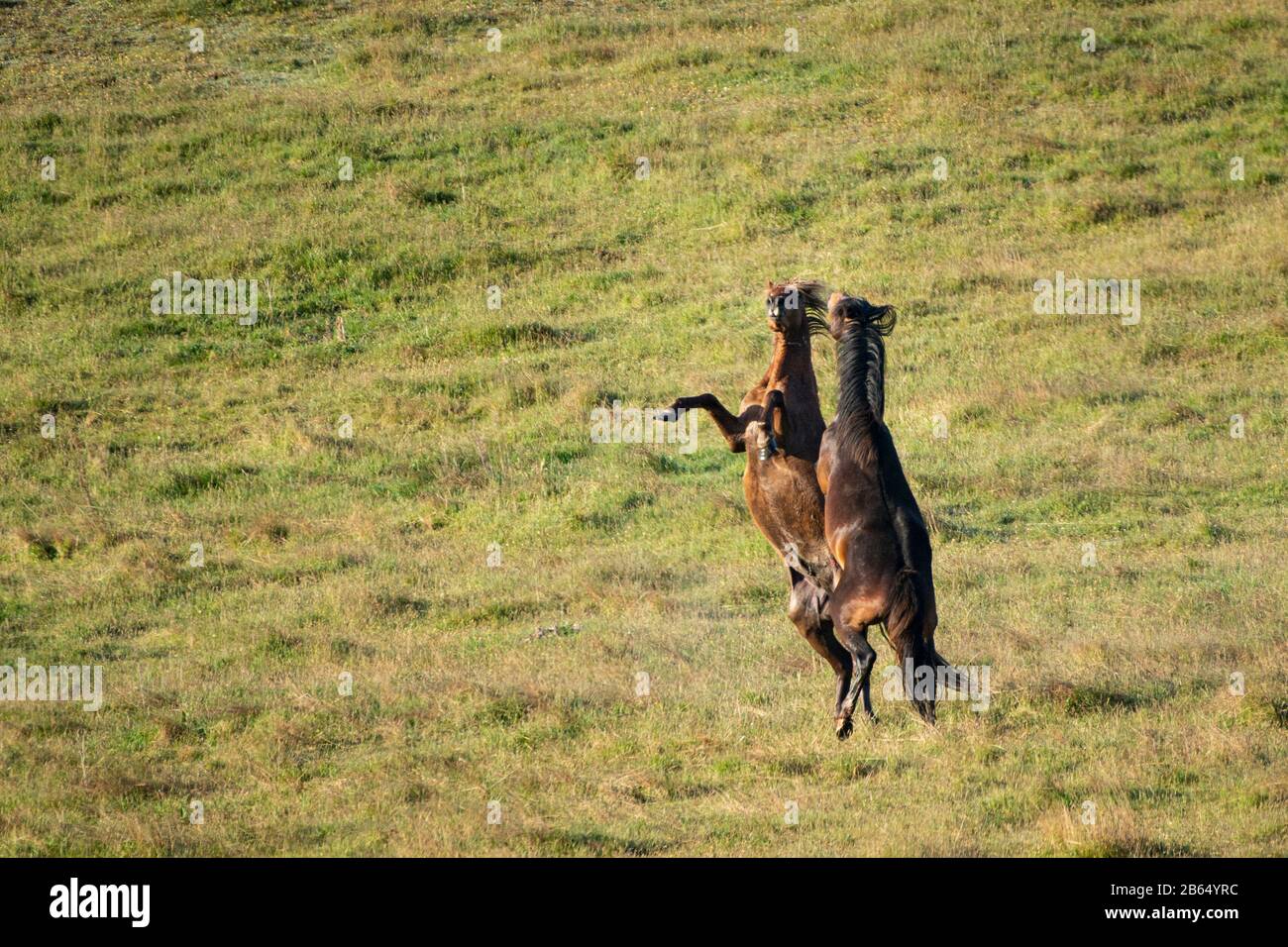 Zwei Kaimanawa-Wildpferde - junge Hengste kämpfen Stockfoto