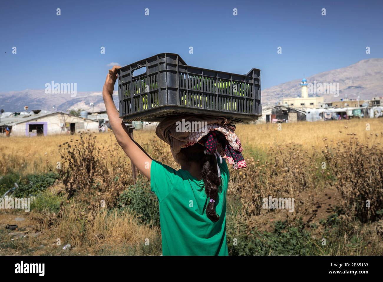 Zahre, Libanon. Juli 2019. Ein 10-jähriges Mädchen, das nach der landwirtschaftlichen Arbeit einen Korb mit sich führt, der zurück in ihr Lager geht.syrische Flüchtlinge flüchten im Sommer 15 Stunden am Tag aus der Kriegsarbeit auf landwirtschaftlichen Betrieben im Bekaa-Tal und verdienen maximal 8 Dollar. Die Leiter der Lager (Shawish), in denen sie Flüchtlinge, verbinden sie mit den Bauern der Region. Kredit: EVA Parey/SOPA Images/ZUMA Wire/Alamy Live News Stockfoto