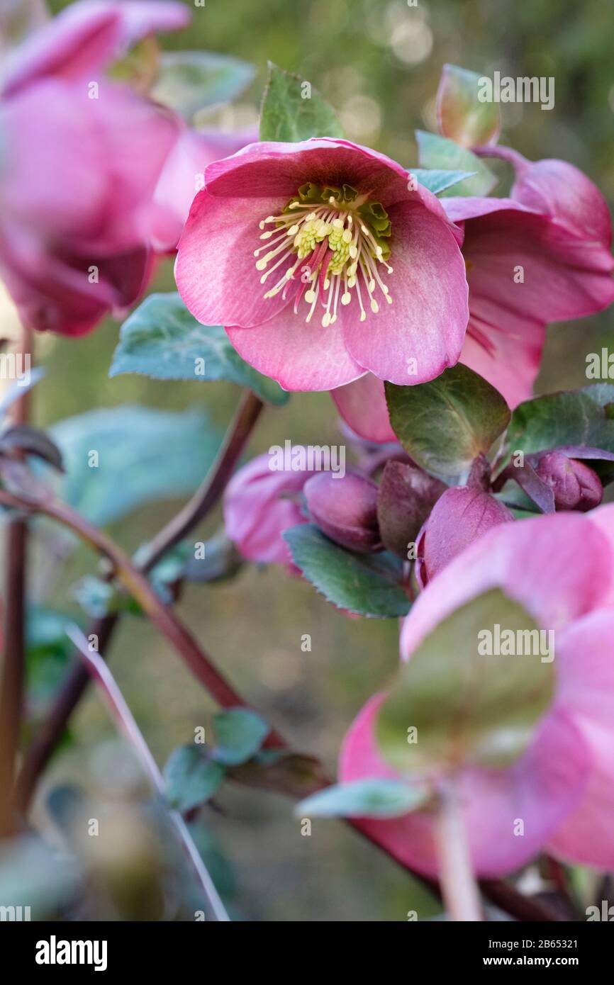 Hellebore 'Frostkiss Sally's Shell' Teil des Rodney Davey Brutprogramms. Hellebores, Lenten Rose, Winter Rose oder Christmas Rose Stockfoto