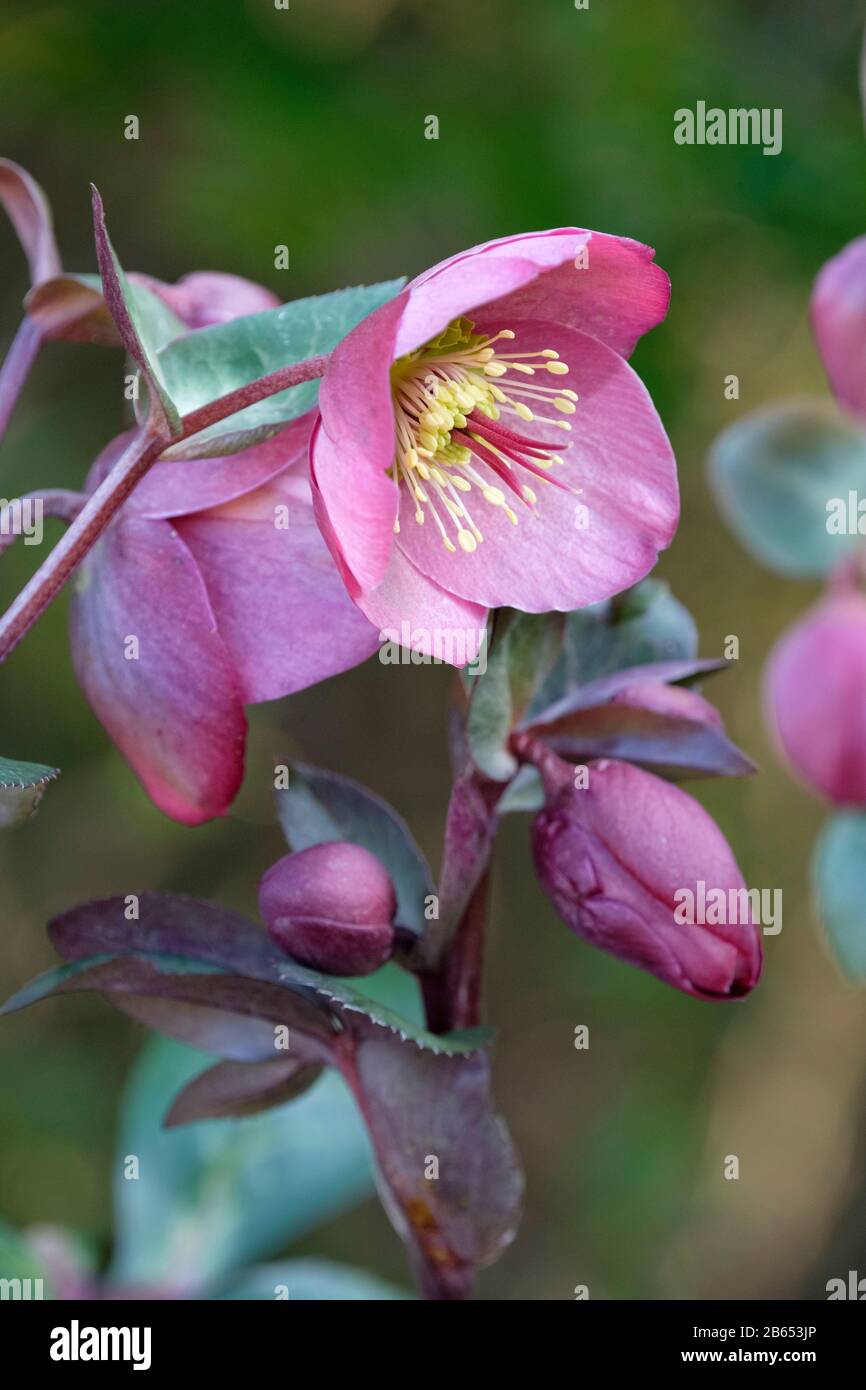 Hellebore 'Frostkiss Sally's Shell' Teil des Rodney Davey Brutprogramms. Hellebores, Lenten Rose, Winter Rose oder Christmas Rose Stockfoto