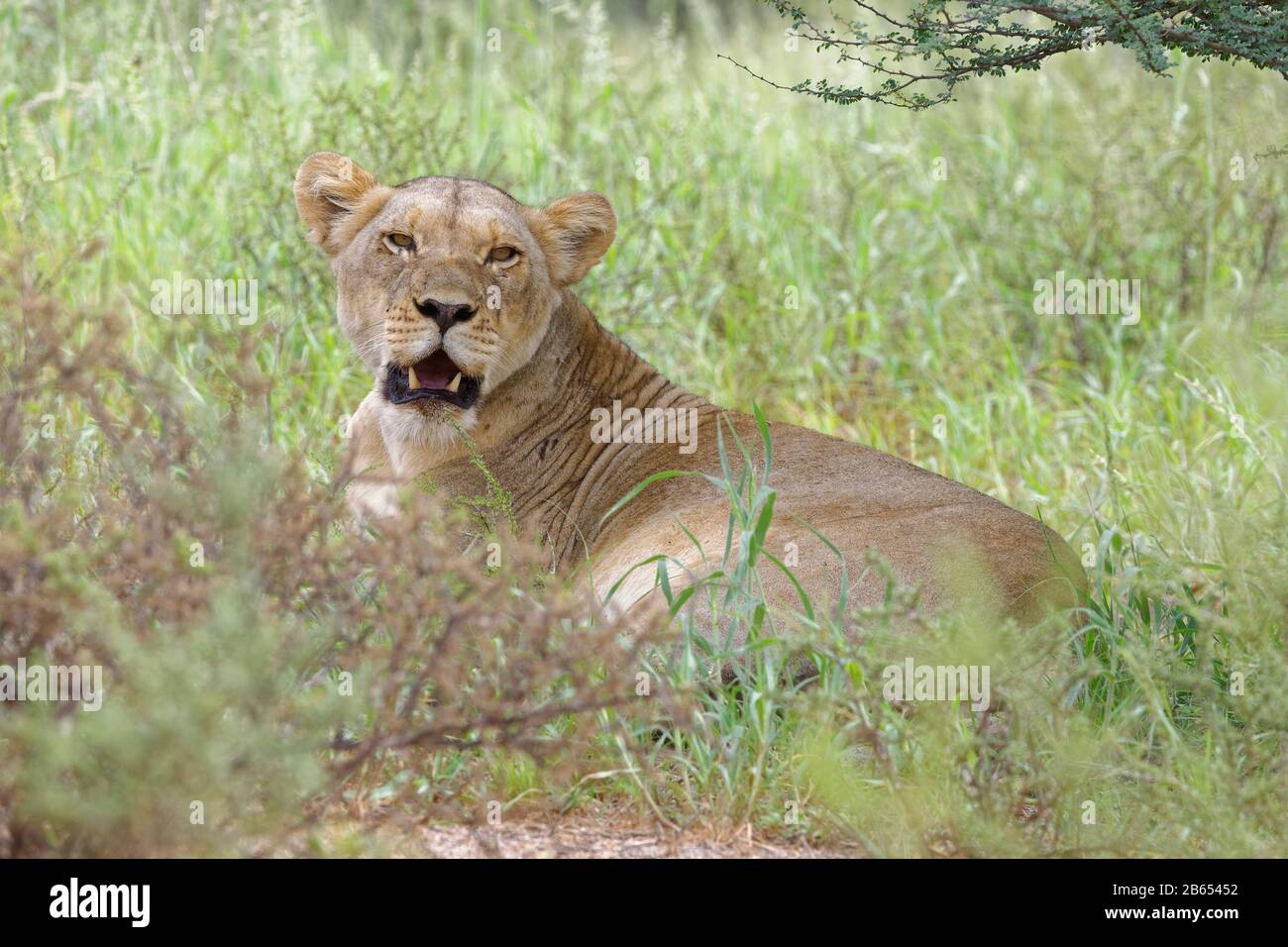 Löwin (Panthera leo), Erwachsene Frau, im grünen Gras liegend, Alert, Kgalagadi Transfrontier Park, Nordkaper, Südafrika, Afrika Stockfoto