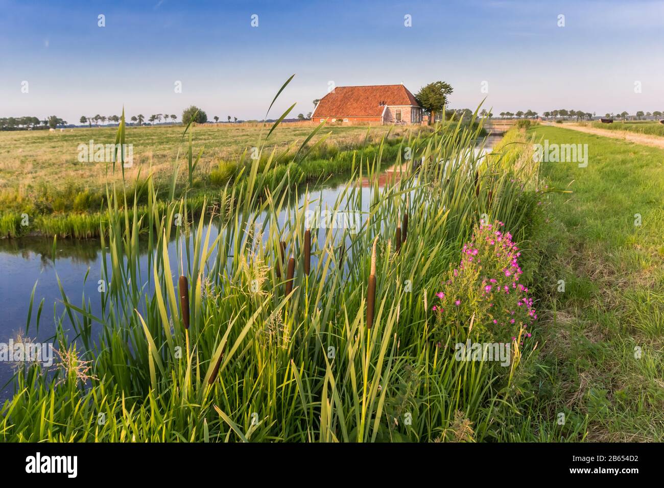 Cattail Pflanzen vor einer kleinen Farm in Groningen, Niederlande Stockfoto