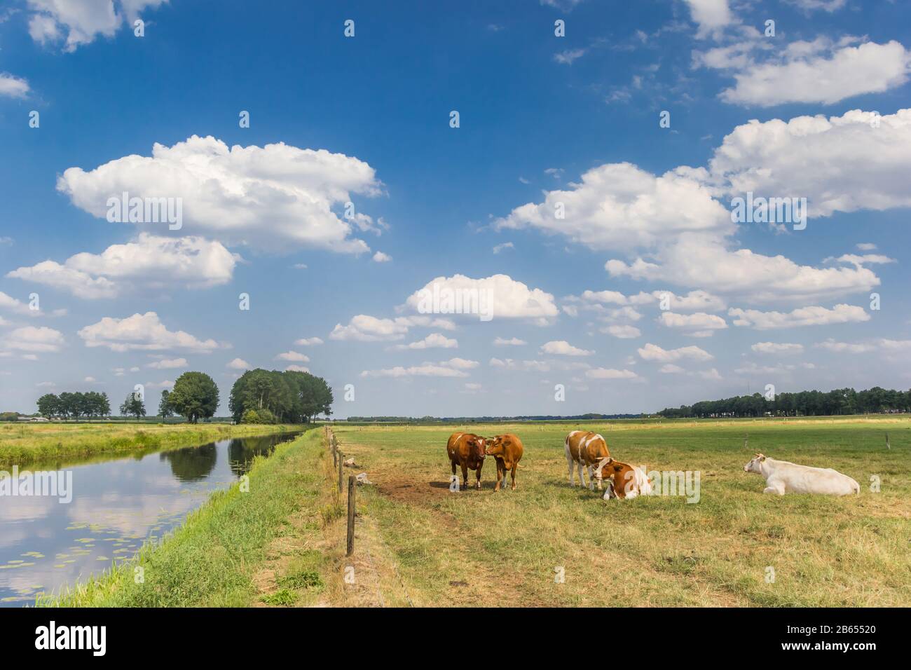 Kühe auf der Wiese am Fluss Dwingelerstroon in Drenthe, Niederlande Stockfoto