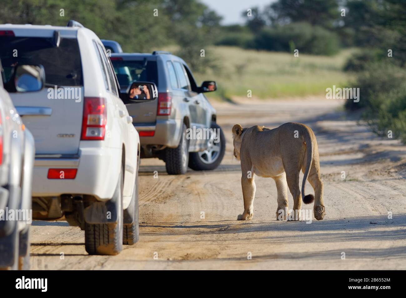 Lioness (Panthera leo), Erwachsene Frauen, die eine Sandstraße überqueren, inmitten von Allradfahrzeugen, Kgalagadi Transfrontier Park, Northern Cape, Sou Stockfoto