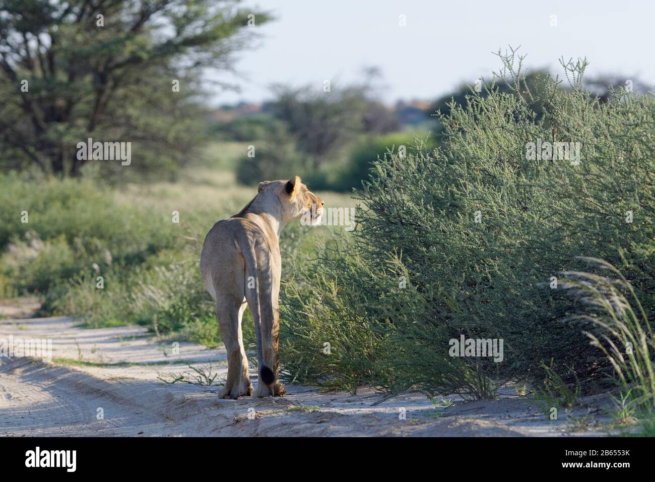 Lioness (Panthera leo), Erwachsene Frauen, auf einer Sandstraße, weit nach vorne blickend, Kgalagadi Transfrontier Park, Nordkaper, Südafrika, Afrika Stockfoto
