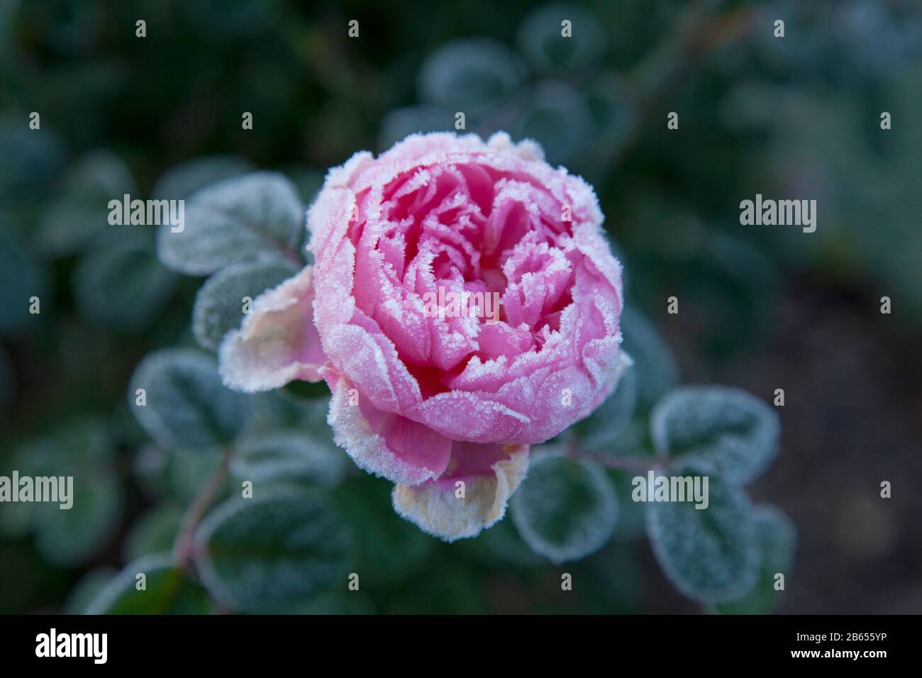 Rosa Englische Strauchrose, David Austin, Königin von Schweden, in Frost Stockfoto