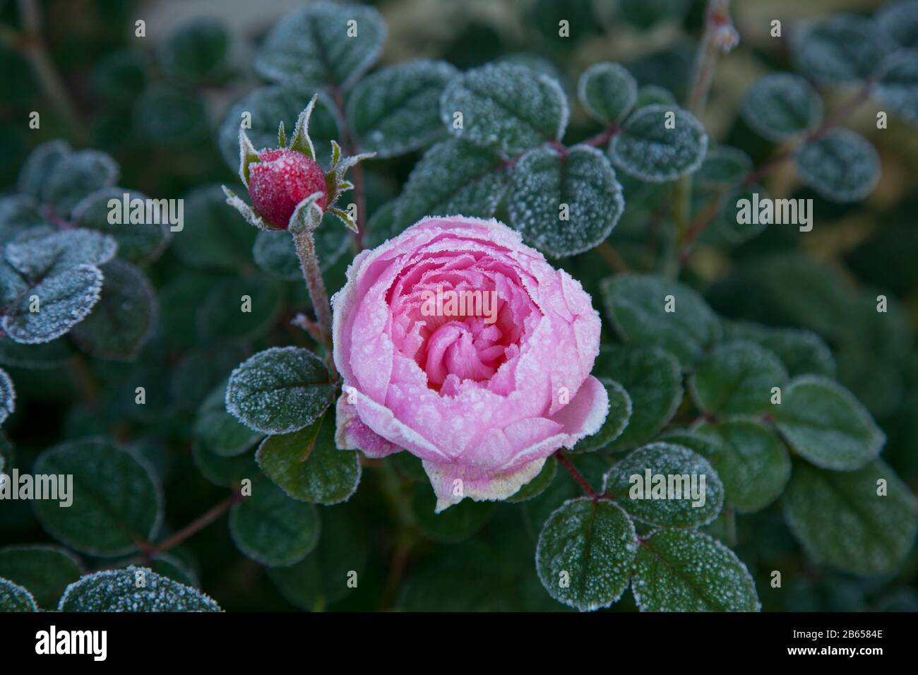Rosa Englische Strauchrose, David Austin, Königin von Schweden, in Frost Stockfoto