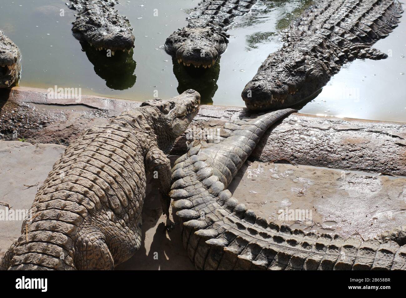 Krokodile in der Sonne aalen. Krokodile im Teich. Crocodile Farm. Anbau von Krokodilen. Krokodil scharfe Zähne. Stockfoto
