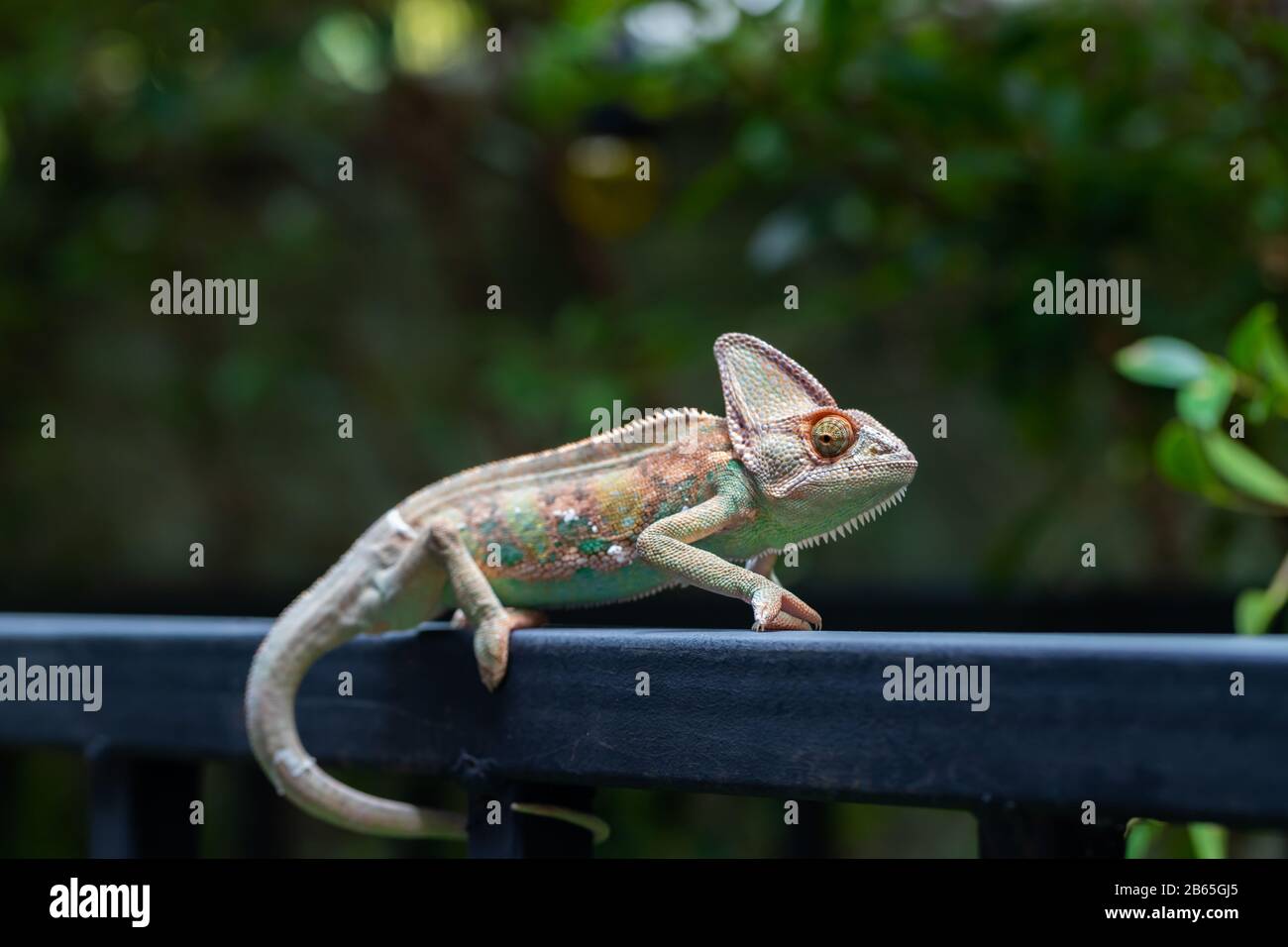 Verhülltes Chamäleon (Chamaeleo calyptratus) im Wald auf Naturhintergrund. Stockfoto