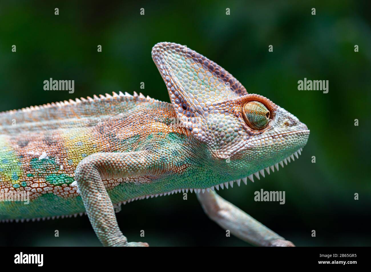 Verhülltes Chamäleon (Chamaeleo calyptratus) im Wald auf Naturhintergrund. Stockfoto