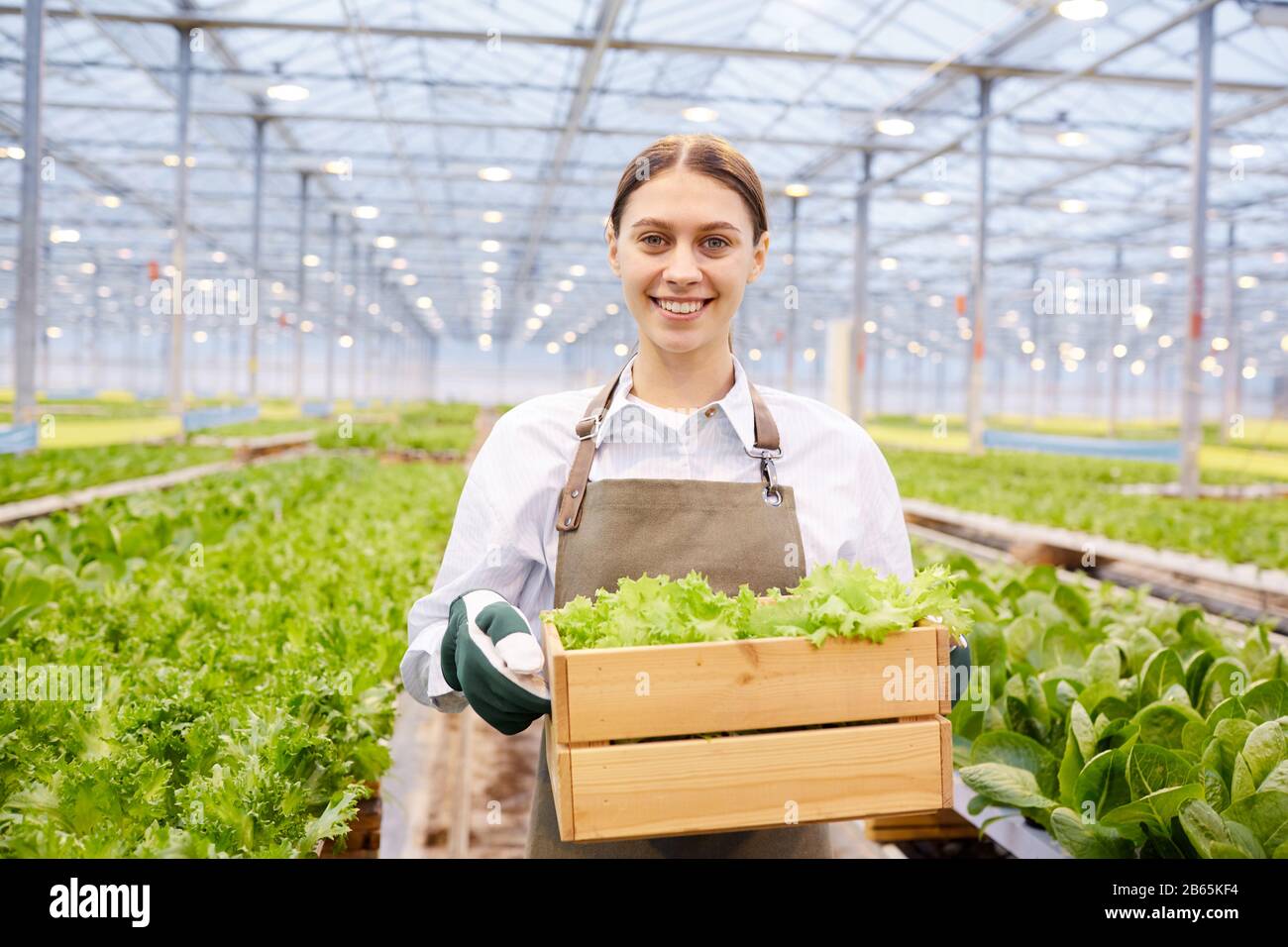 Taille oben Porträt der fröhlichen Arbeiterinnen, die Kiste mit Pflanzen auf der Industrieplantage im Gewächshaus tragen, Kopienraum Stockfoto