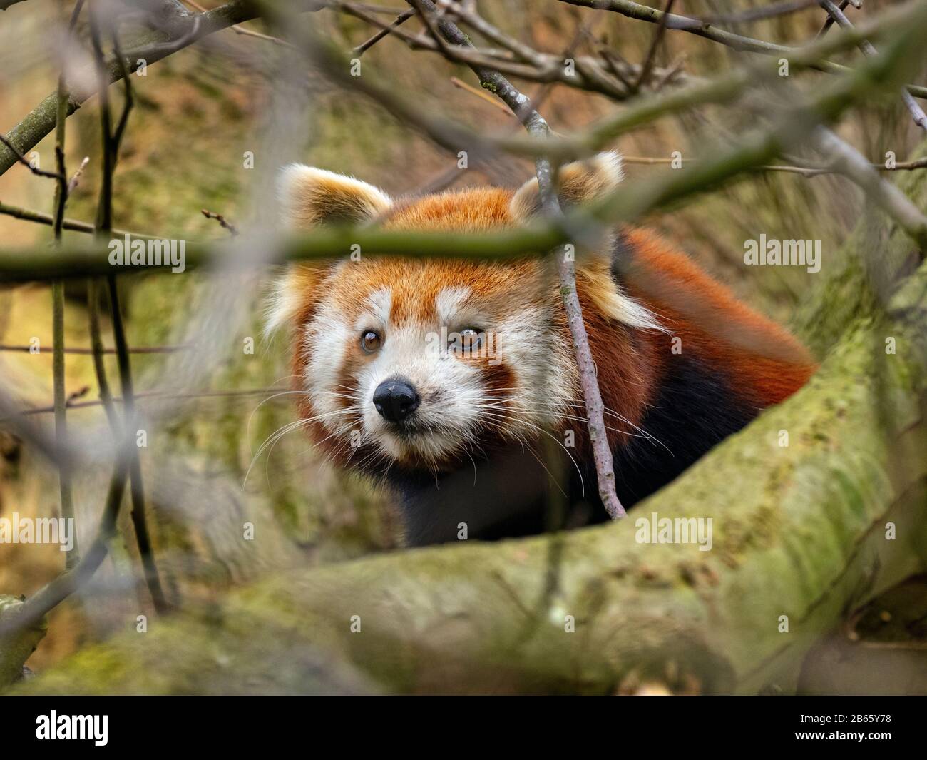 Roter Panda Ailurus fulgens (gefangen) Stockfoto