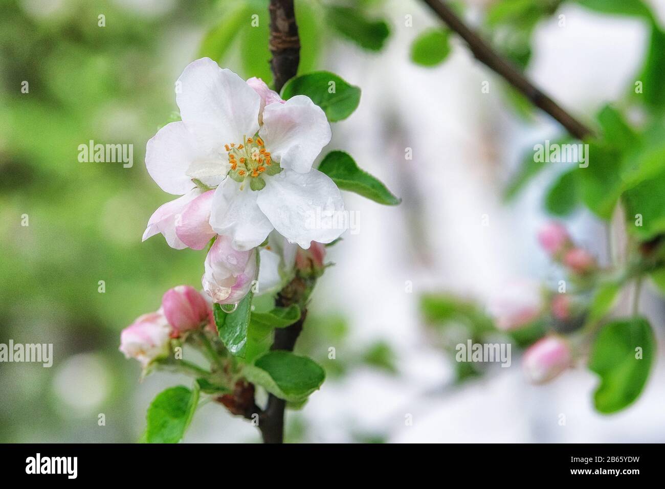 Apfelbaum blüht mit weißen Kronblättern. Frühlingshintergrund der Natur, grünes Bokeh. Grußkarte für den Tag der Frauen. Blühender Park in der Stadt. Stockfoto