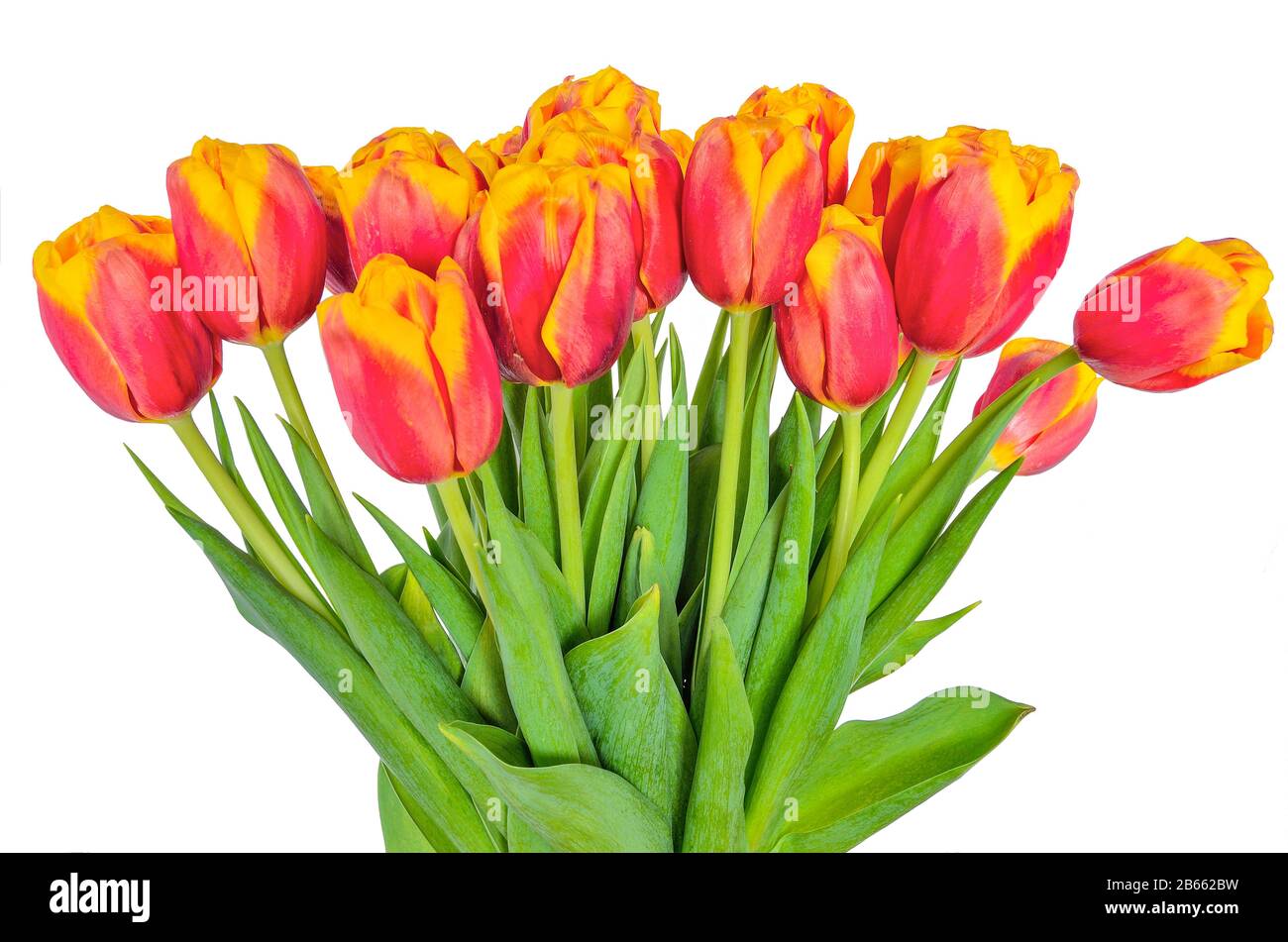 Frischer Frühlings-Blumenstrauß aus Rot mit gelben Tulpen auf weißem Hintergrund isoliert. Leuchtend rote Blumen mit gelben Rändern von Kronblättern. Blühende Frühlingsblume Stockfoto