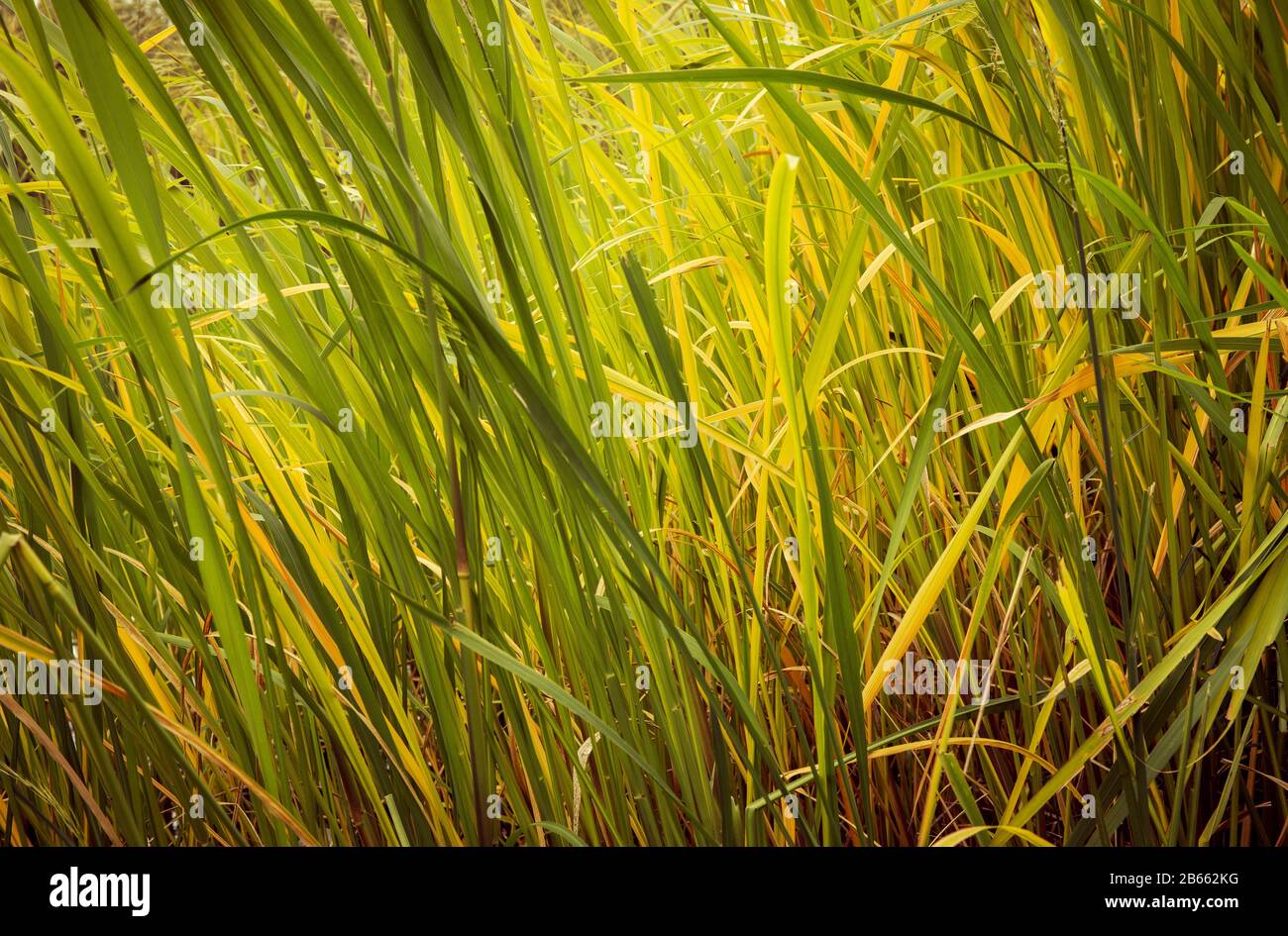 Bulrush hohes Gras am See Stockfoto