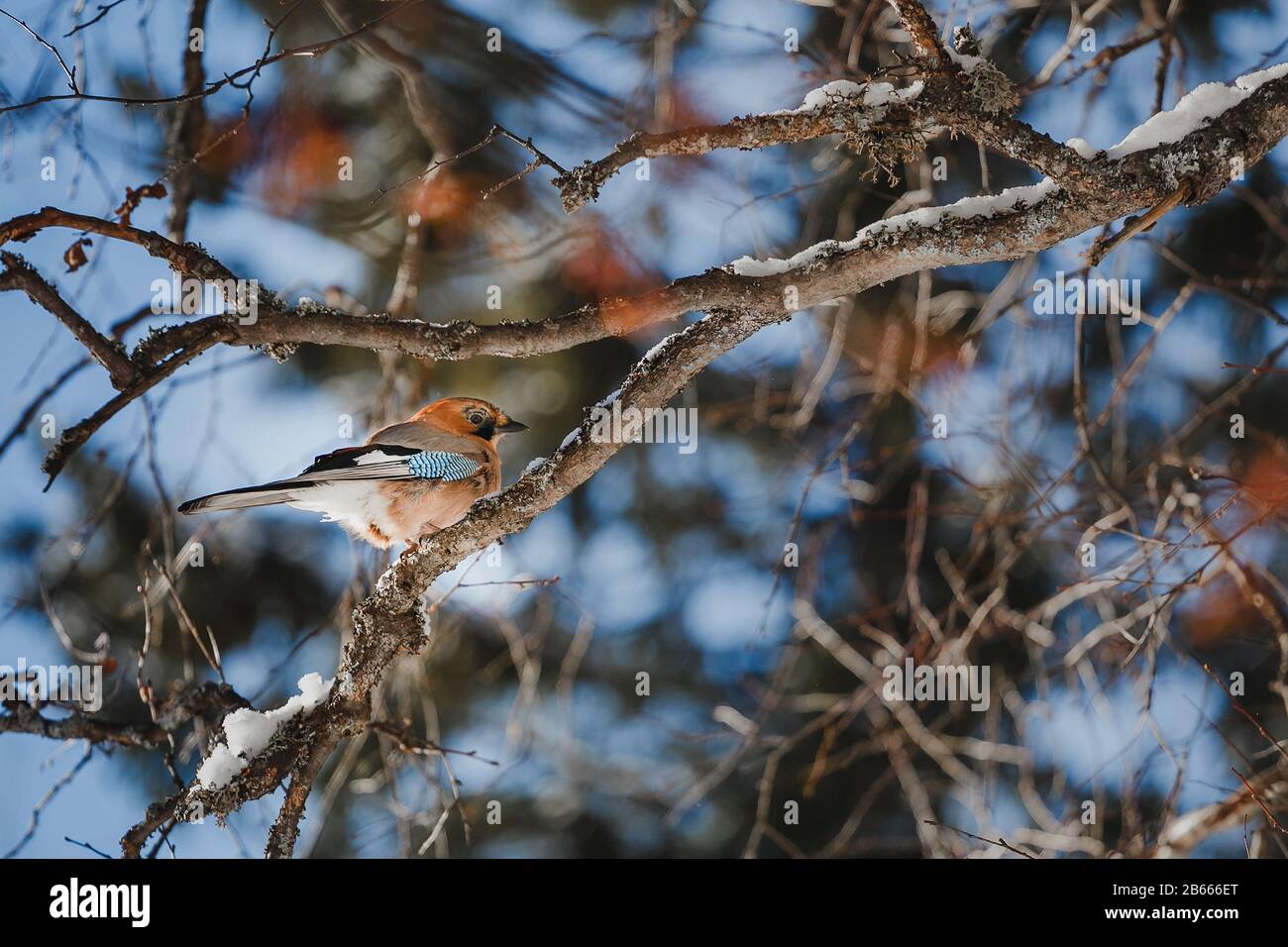 Eurasischer Jay (Garrulus glandarius) thront in verschneiten Szenen, Russland Stockfoto