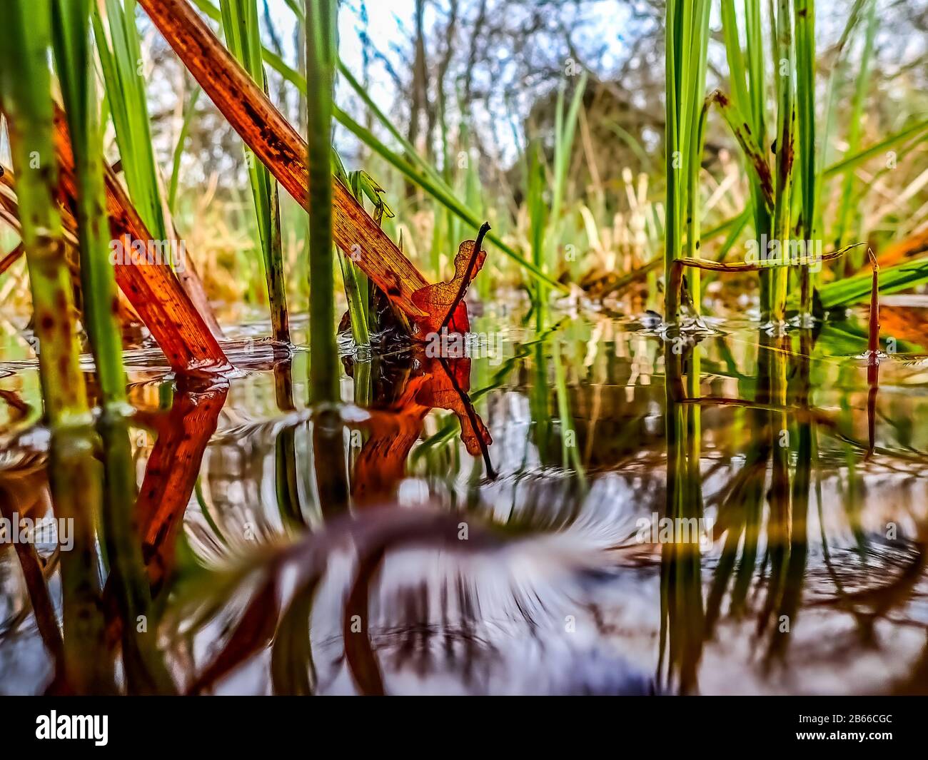 Blick entlang des Wasserpegels des roten Blattes. Frensham Teiche Surrey, England Stockfoto