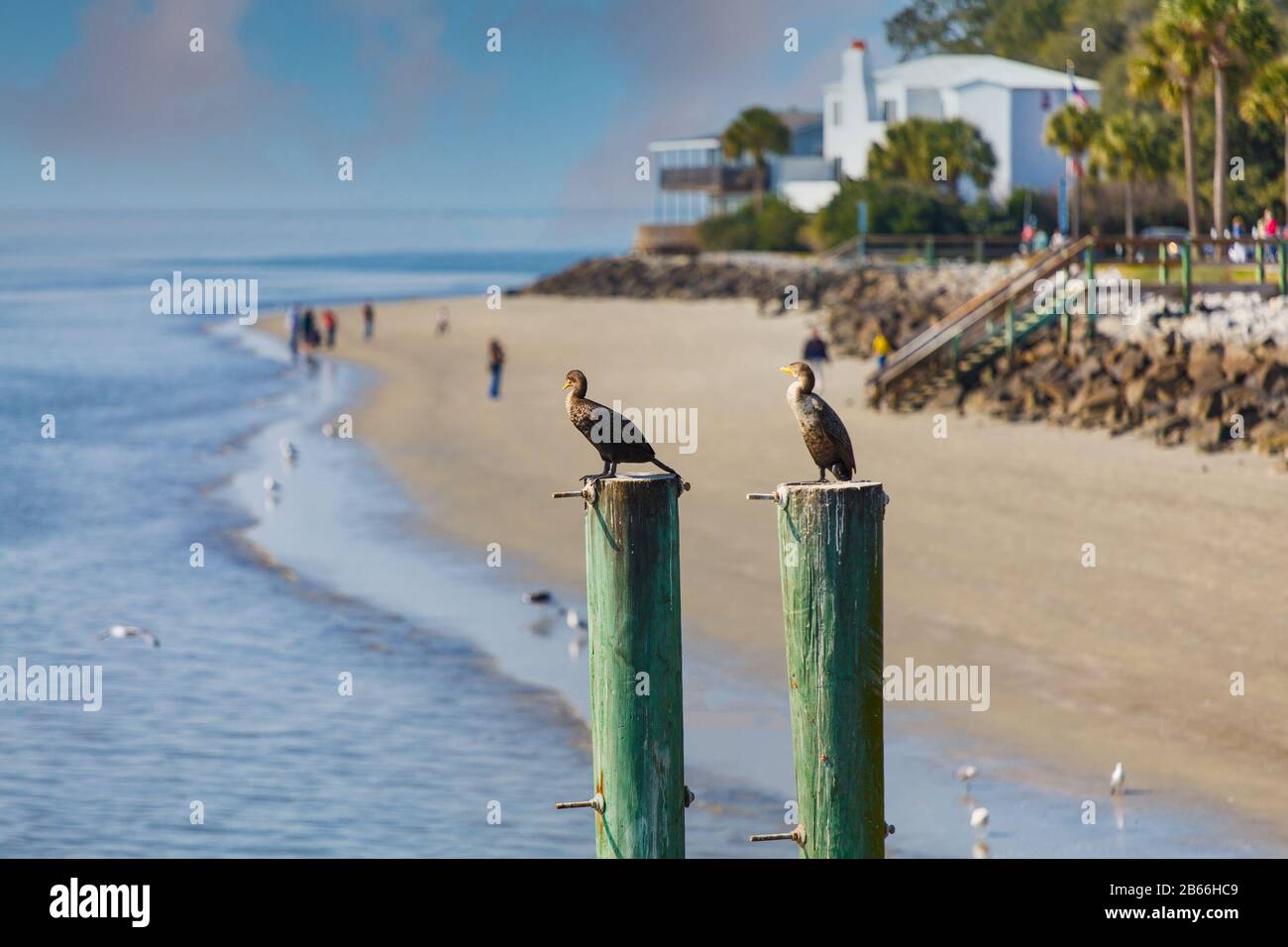 Zwei Seevögel auf Posts Near Beach Resort Stockfoto