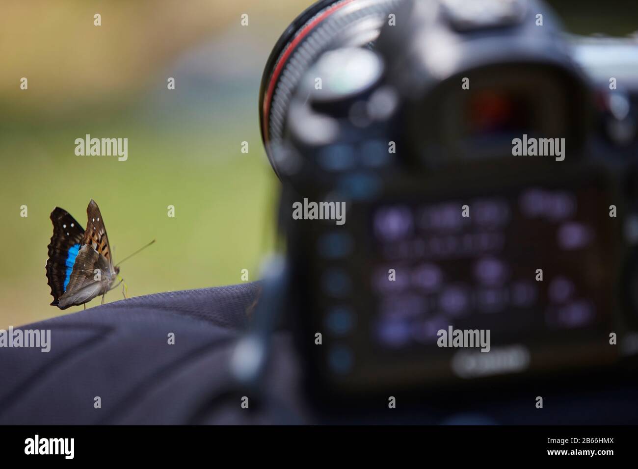 Ein blauer Schmetterling steht neben einer Reflexkamera. Martin Garcia Island, Argentinien. Stockfoto