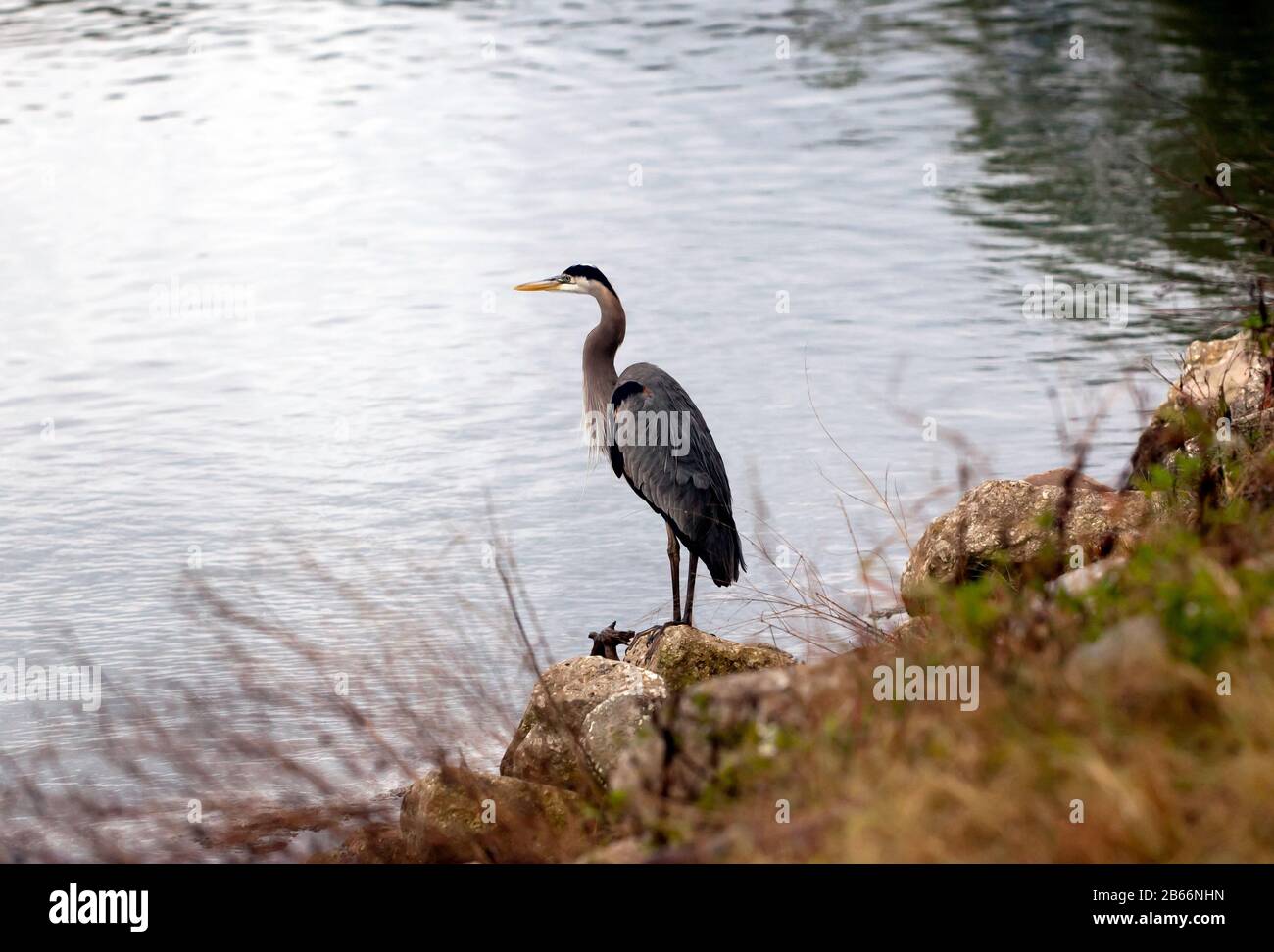 Ein Großer blauer Heron, am Ufer des Haulover Kanals, Florida Stockfoto