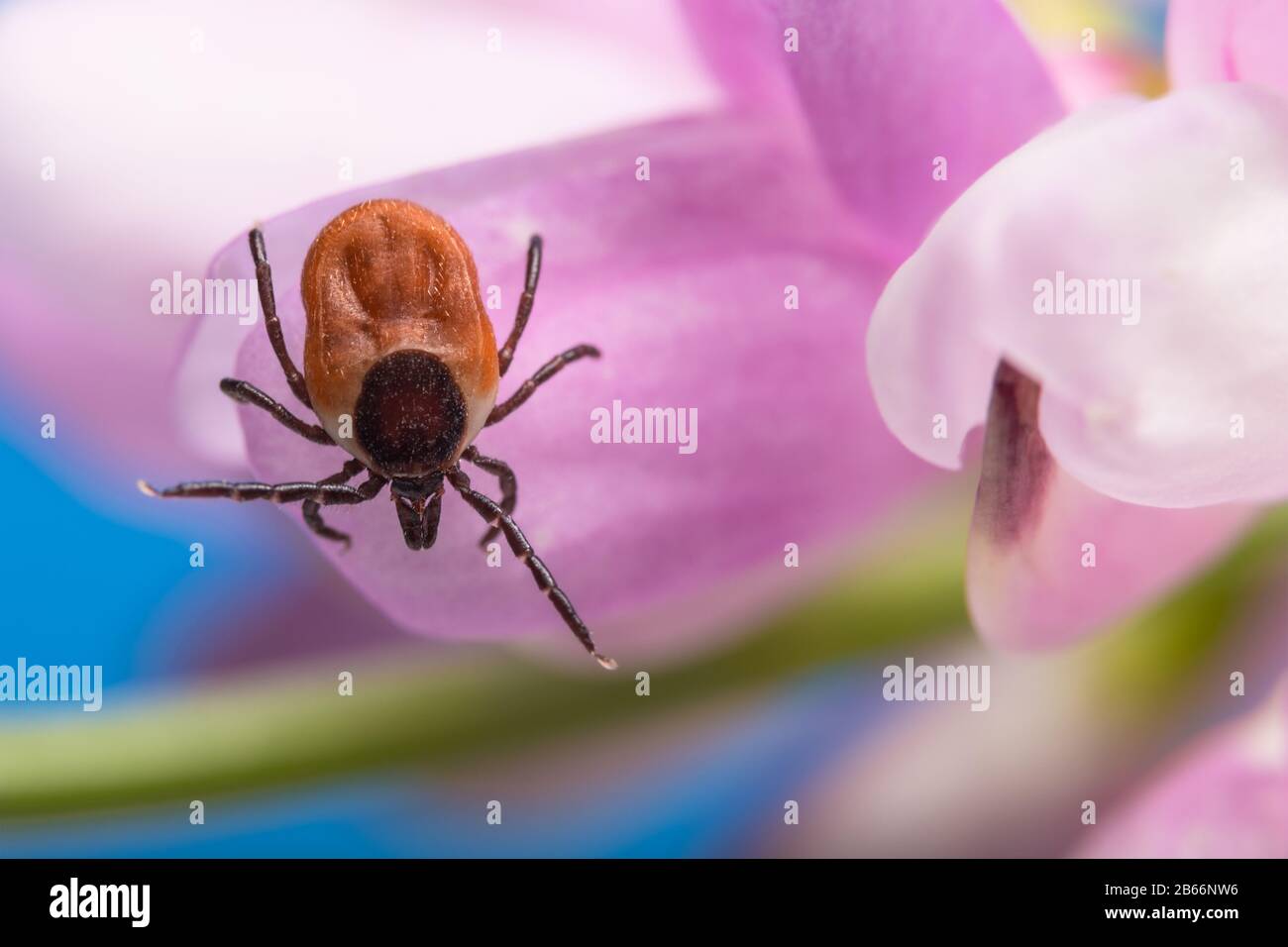Auf rosafarbenem Kleeblatt lauernde Hirschzecke blüht. Ixodes ricinus oder scapularis. Trifolium. Auf Baumfolienblüten kriechende parasitäre Weibchen. Durch Zecke getragene Krankheiten. Stockfoto