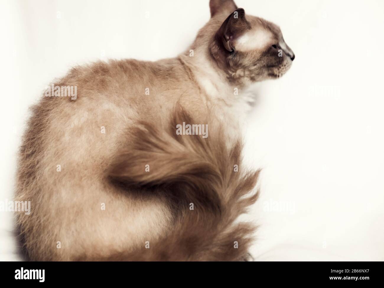 Profil einer Mokka La Perm Katze mit einem langhaarigen Schwanz Stockfoto