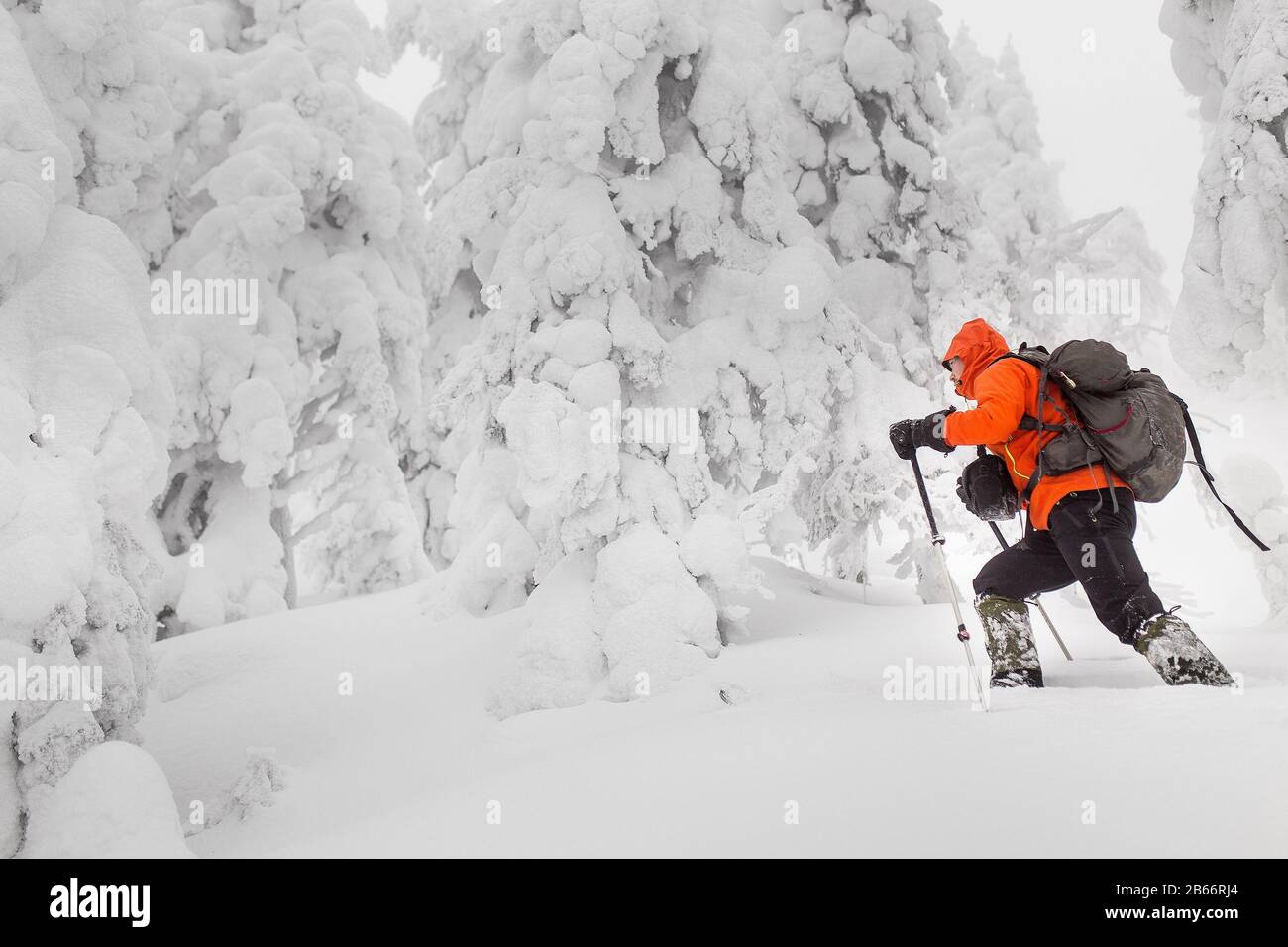 Skitour oder Skifahrer im Wald mit Rucksackwandern im Winter Stockfoto