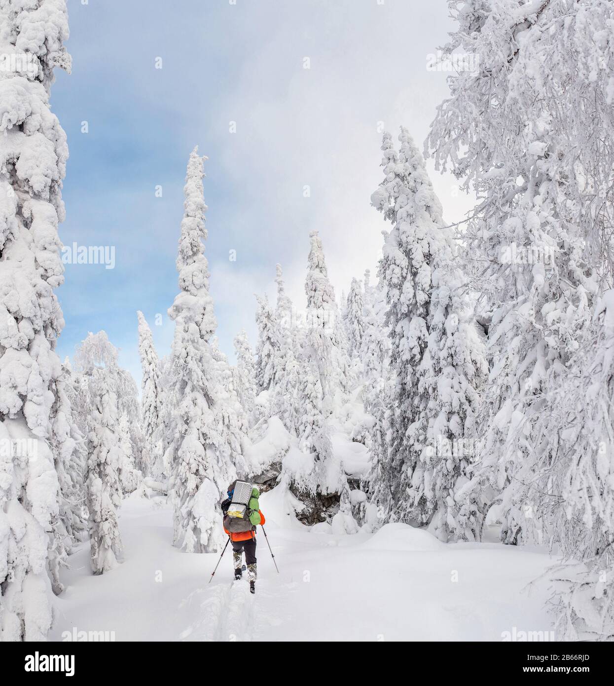 Skitour oder Skifahrer im Wald mit Rucksackwandern im Winter Stockfoto