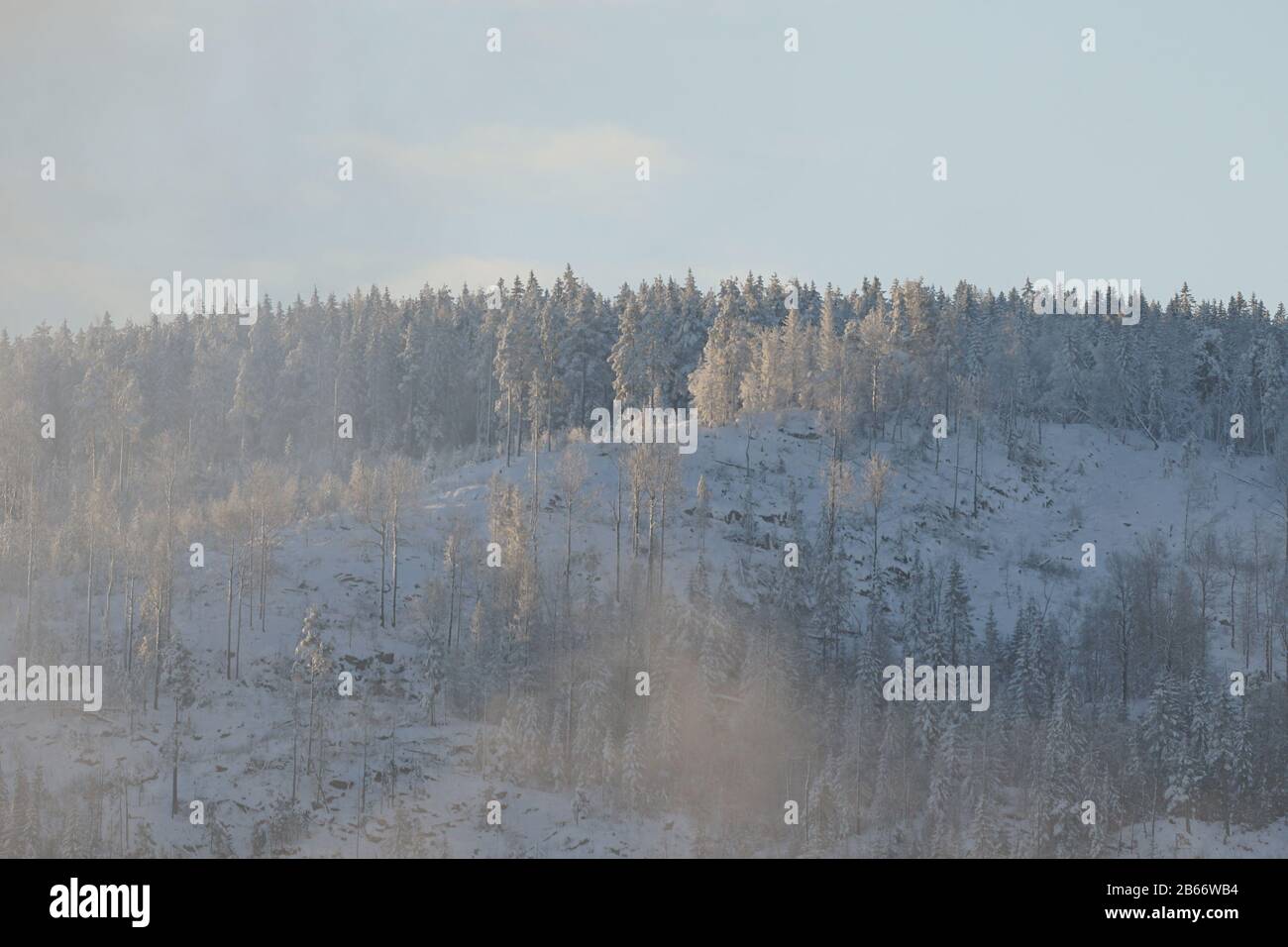 Blick auf den Winterwald im Nebel mit Plüsten ohne Bäume. Wald auf hil schneiden. Stockfoto