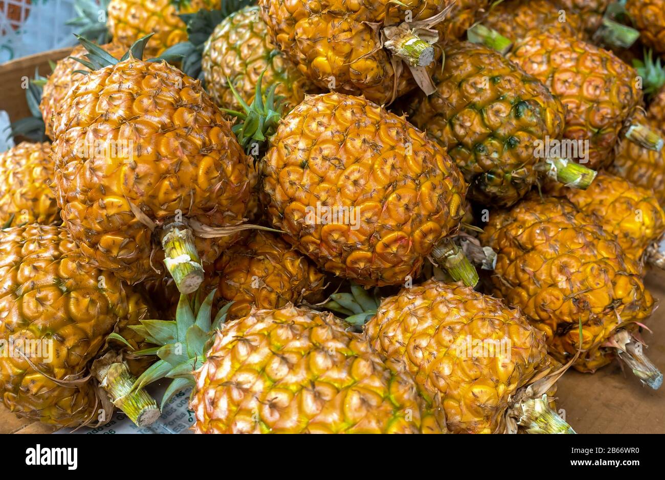 Verkauf von Ananas, die auf einer Plantage auf der Insel Sao miguel, Azoren, angebaut werden Stockfoto