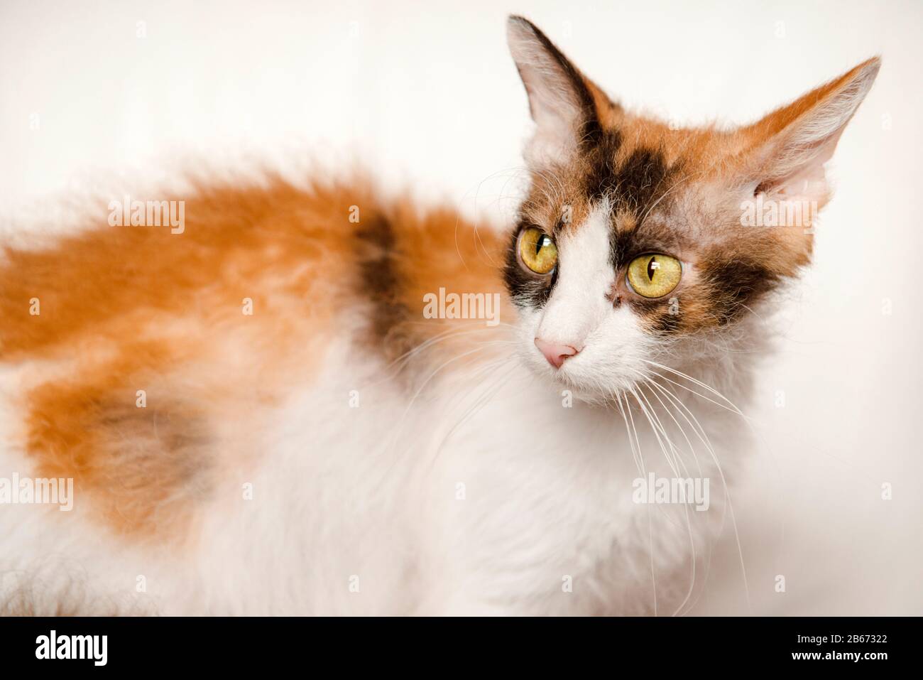 Frazzled Looking La Perm CAT Stockfoto