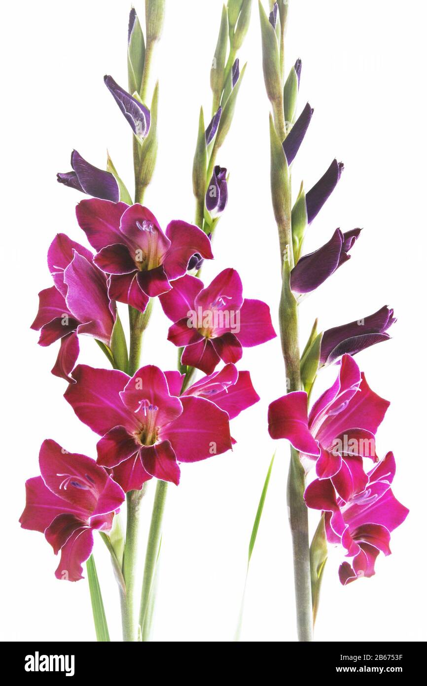 Drei Gladioli-Blumen auf weißem Grund Stockfoto