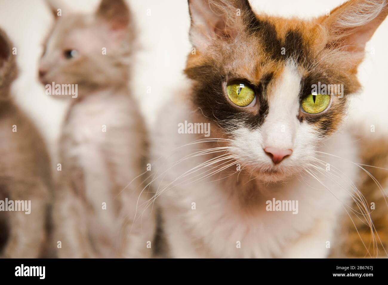 La Perm Katze mit zwei Kätzchen Stockfoto