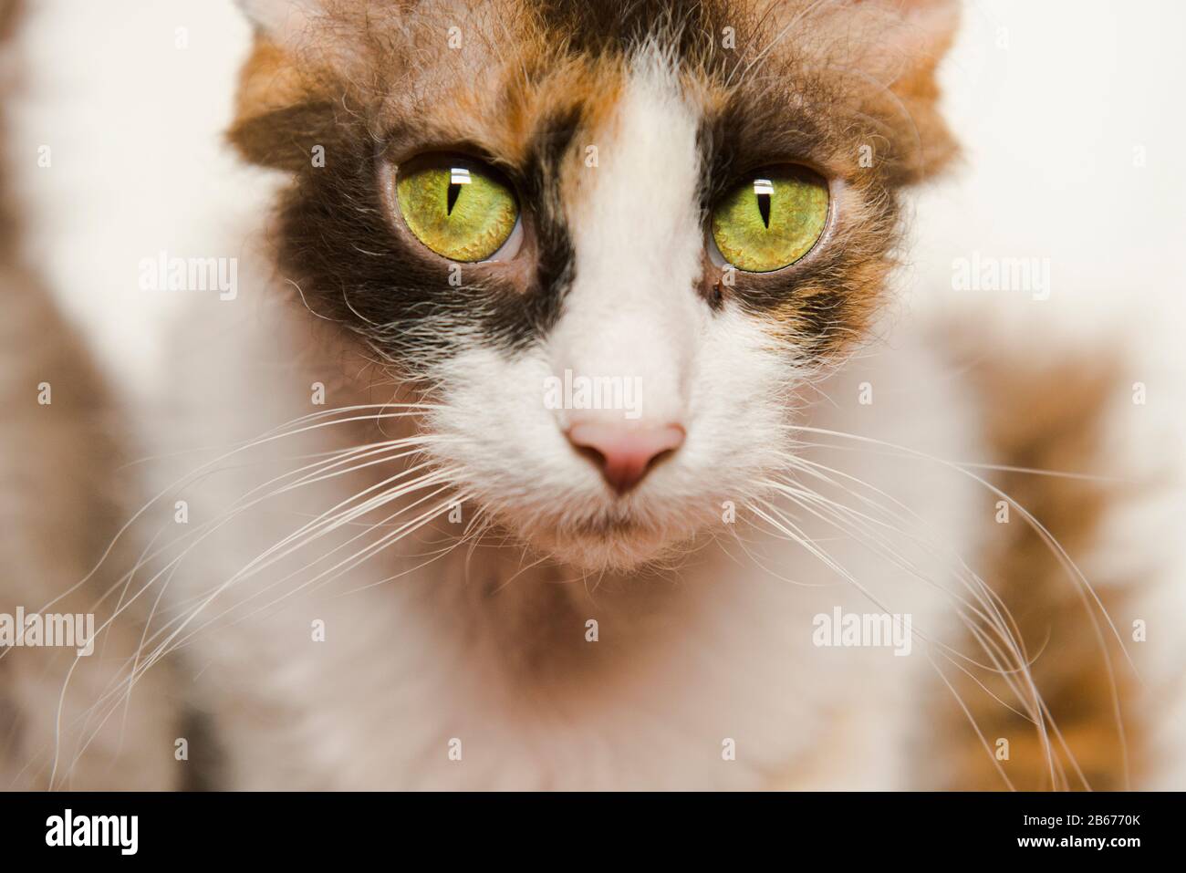 La Perm Katze mit Blick in die Linse Stockfoto