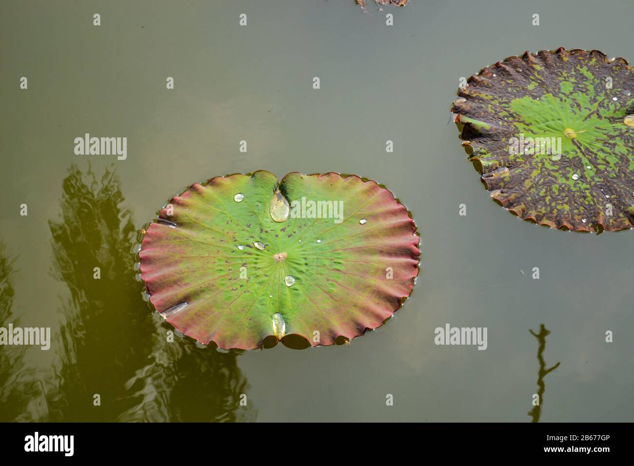 Lotosblätter schweben auf Wasser mit Baumschatten im Teich Stockfoto