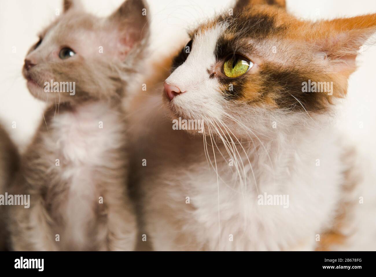 La Perm Katze mit zwei Kätzchen Stockfoto