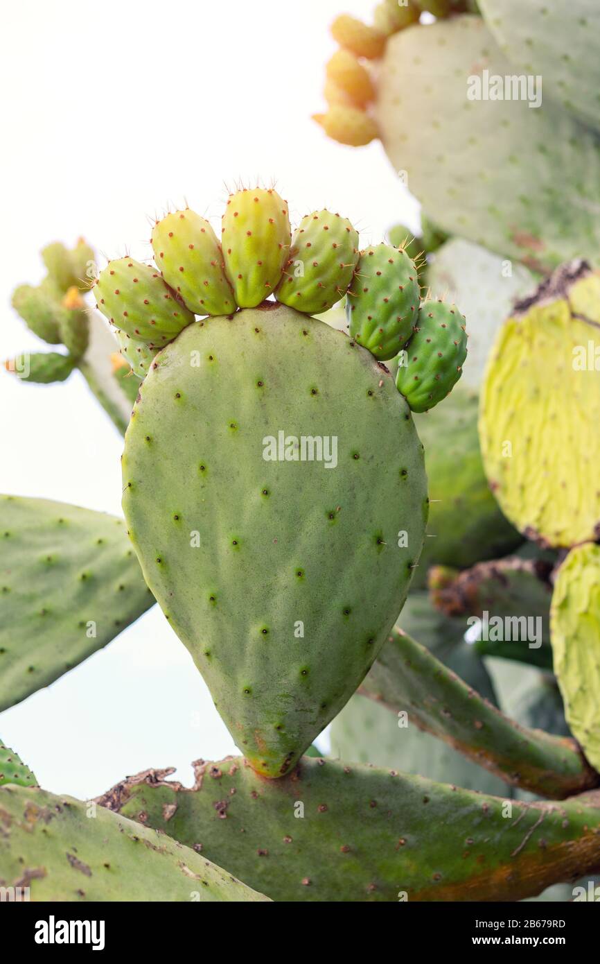 Pickly Birne grüne Opuntia Kakteenpfote mit Fingern isoliert auf weißem Hintergrund. Konzept der Stachelschmerz-Füße-Krankheit Stockfoto