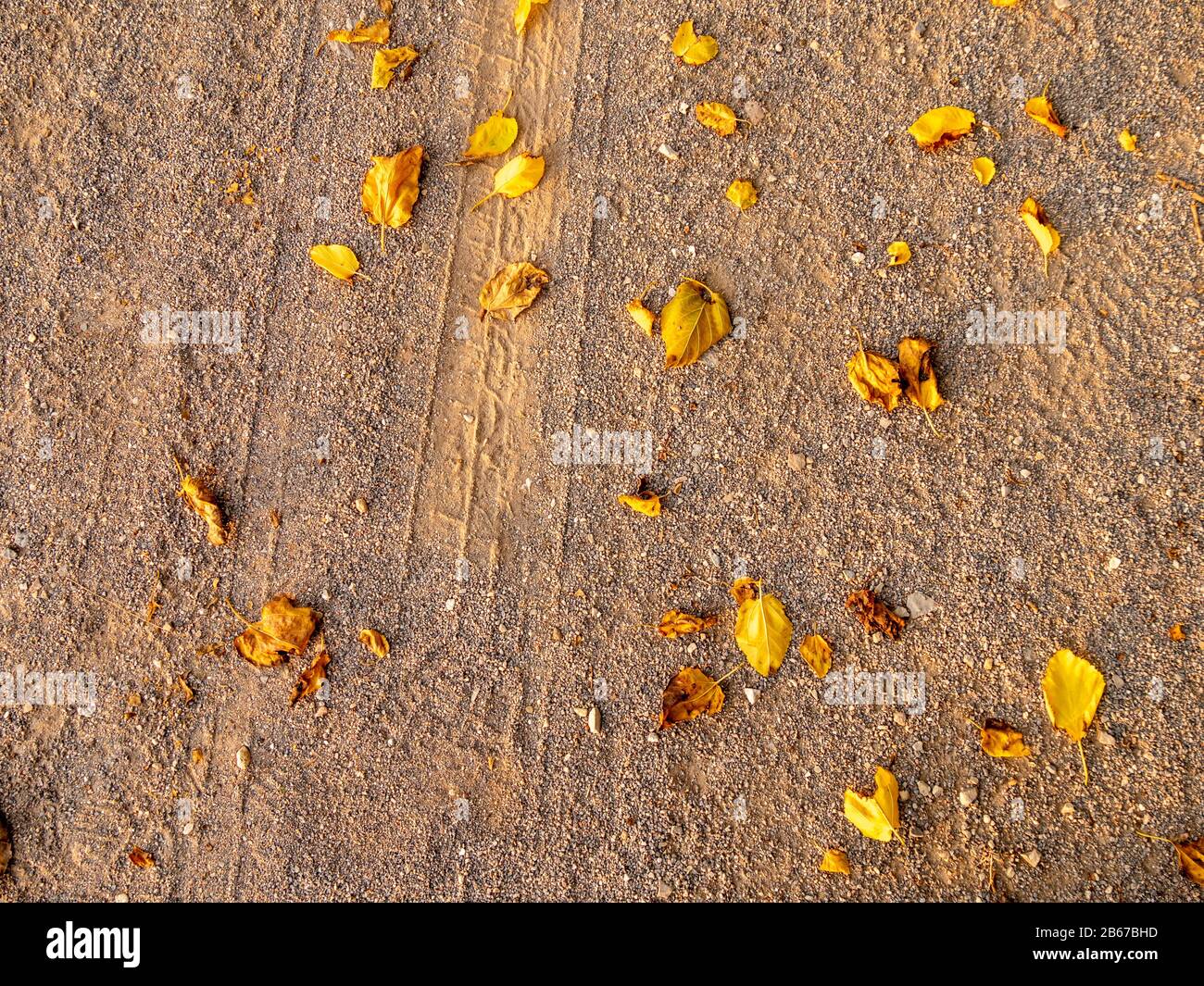 Trockenes Blattmuster auf dem Boden. Hintergrund. Stockfoto