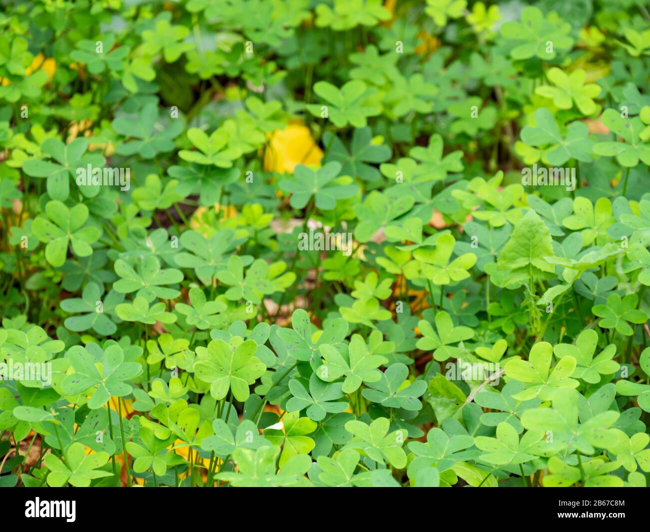 Großes grünes Kleeblattfeld im Wald. Hintergrund der Natur. Stockfoto