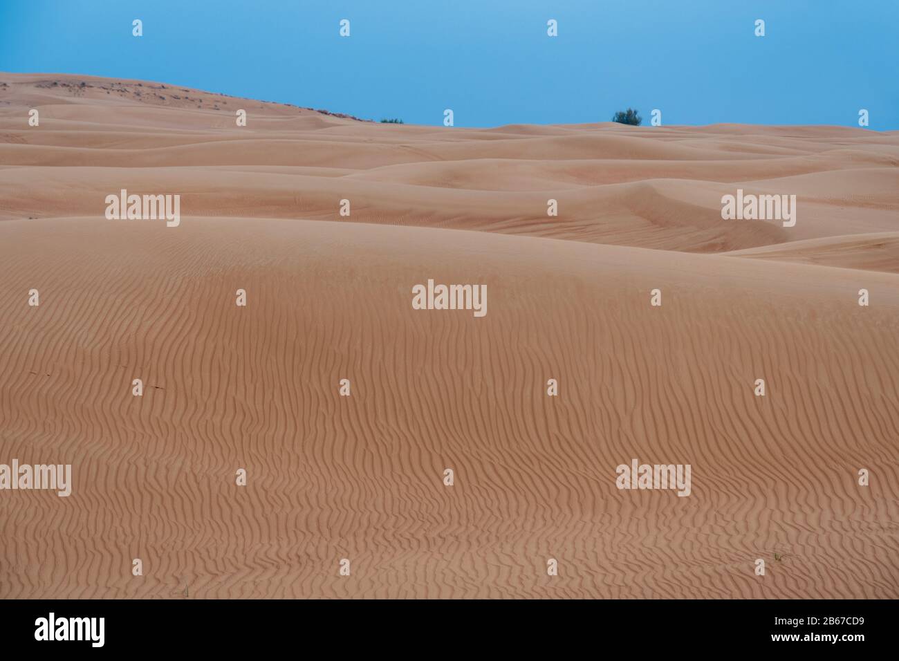 Dünen in der Wüste bei Dubai Stockfoto