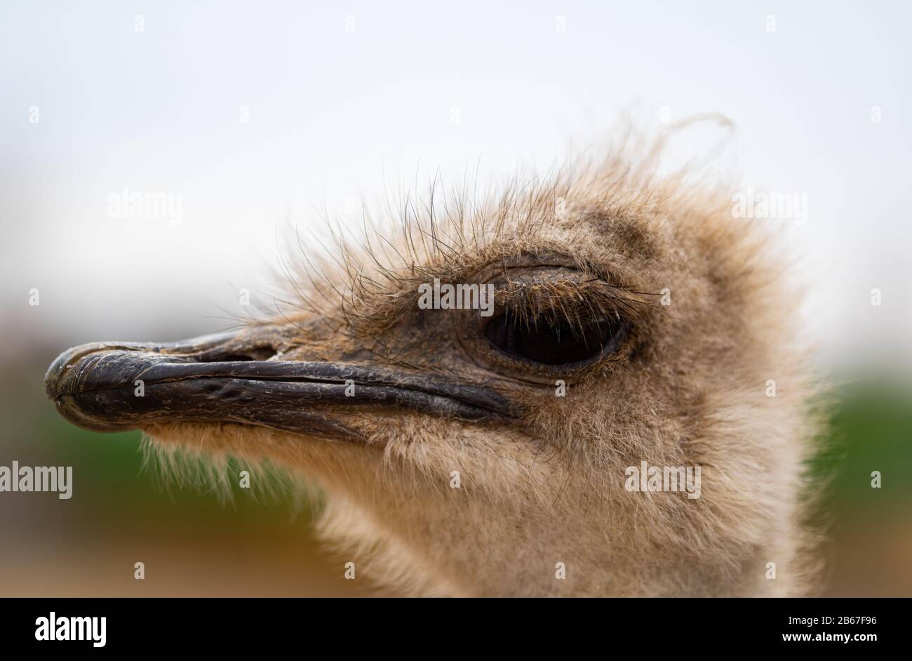 Extremer Abschluss eines Ostrichkopfes Mit Schnabel und großem schwarzem Auge Stockfoto