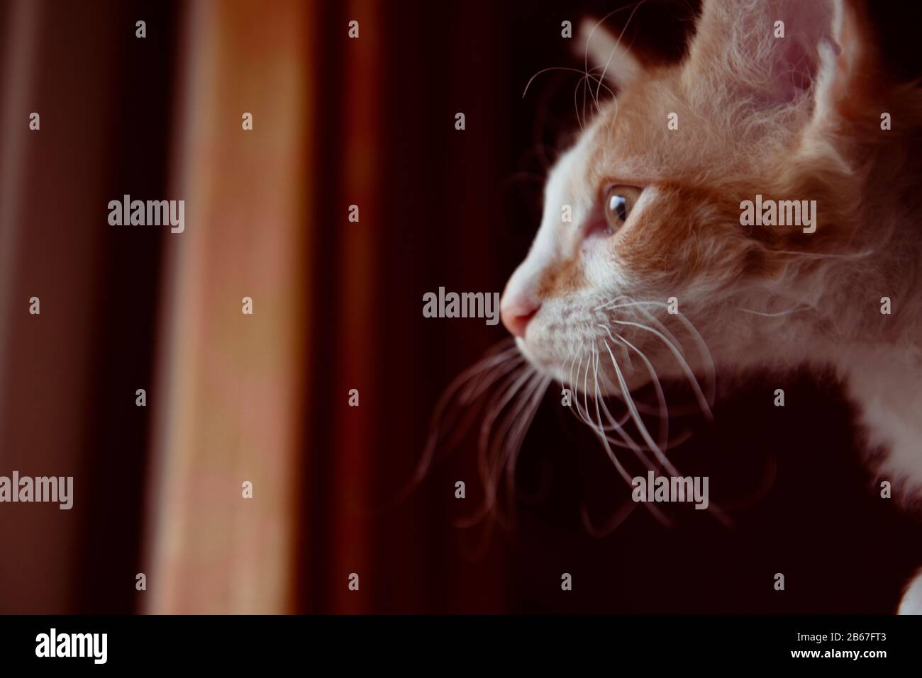 Gesicht einer La Perm Katze Stockfoto