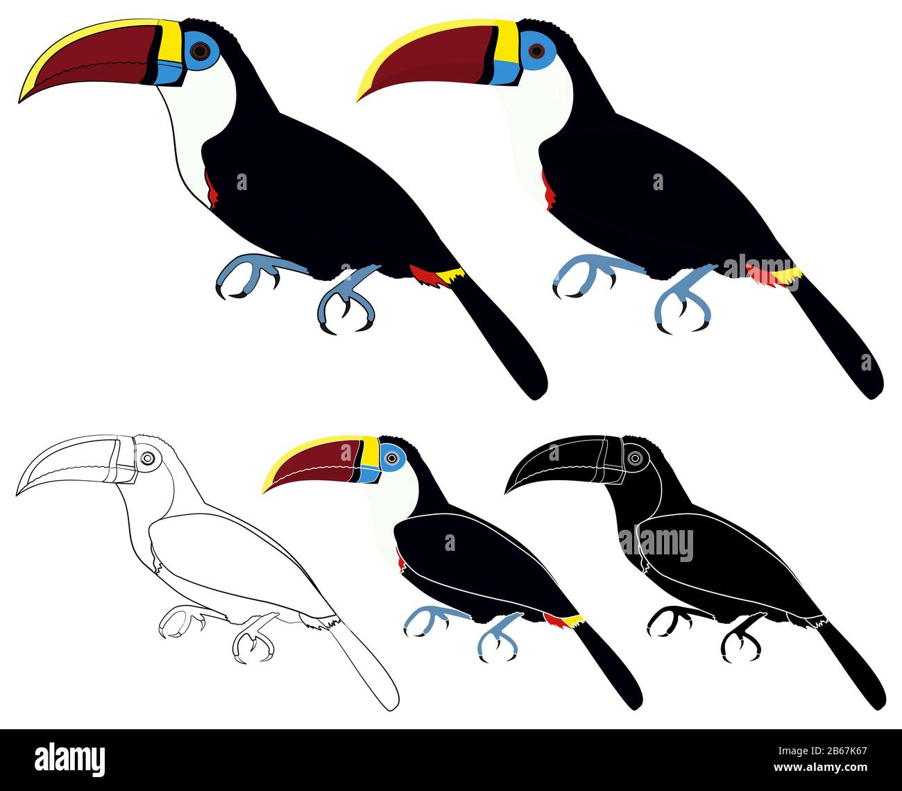 Weiß gekehlt Toucan Vogel farbig Stock Vektor