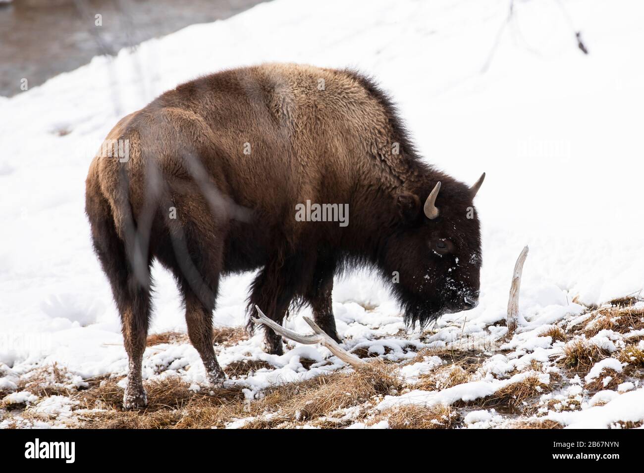 North American Bison grasen in der Schneeschmelze der warmen Sulphur River Banks im Yellowstone National Park. Stockfoto