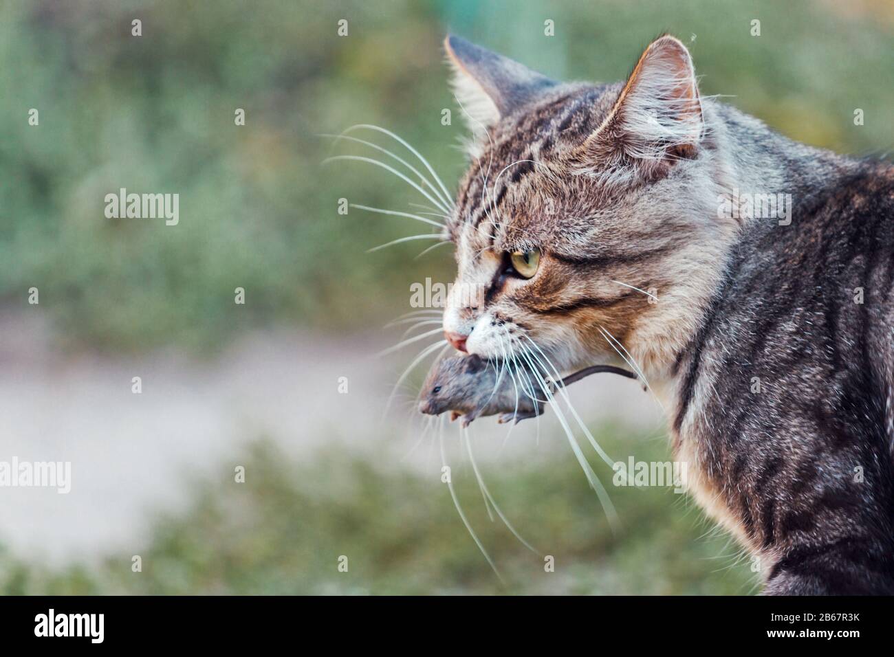 Hauskatze Maus Mund Stockfotos und bilder Kaufen Alamy